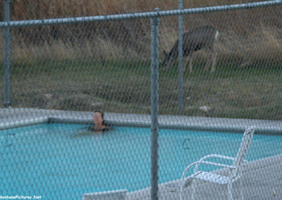 October picture of a deer and the Boulder Hot Springs outdoor pool. Image is from the Boulder Montana Picture Tour.