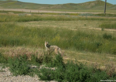 July picture of coyote near Square Butte Montana. Image is from the Geraldine and Square Butte Montana Picture Tour.