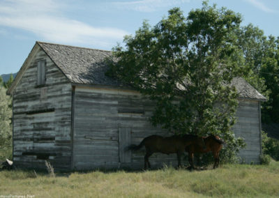 Picture of horses and a barn on a hot July afternoon in Square Butte Montana. Image is from the Geraldine and Square Butte Montana Picture Tour.