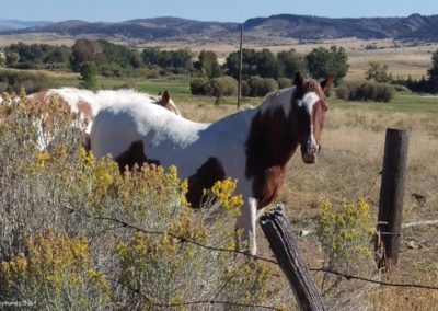 September picture of a horse along Highway 69 south of Boulder, Montana. Image is from the Boulder Montana Picture Tour.