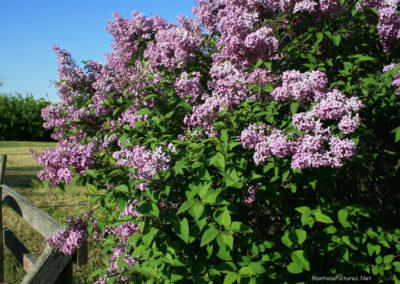 A June picture of purple lilacs in Westby, Montana. Image is from the Westby Montana Picture Tour.