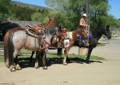 June picture of Saddle Horses for hire on Main Street in Virginia City, Montana. Image is from the Virginia City, Montana Picture Tour.