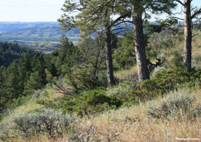 June picture of Pine Trees overlooking the Missouri River in the Charles M Russell National Wildlife Refuge. Image is from the James Kipp Recreation Area Picture Tour.