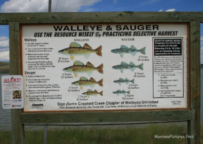 June picture of the Walleye and Sauger Fishing regulations sign at the Crooked Creek Campground. Image is from the Fort Peck Lake Montana Picture Tour.