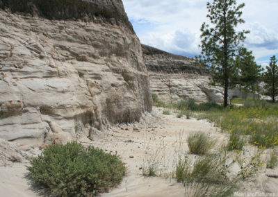 June picture of Ponderosa Pine growing next to the sedimentary rock near the Crooked Creek Campground. Image is from the Fort Peck Lake Montana Picture Tour.