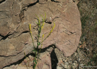 Close up picture of Yellow Flowers found near Crooked Creek Campground. Image is from the Fort Peck Lake Montana Picture Tour.