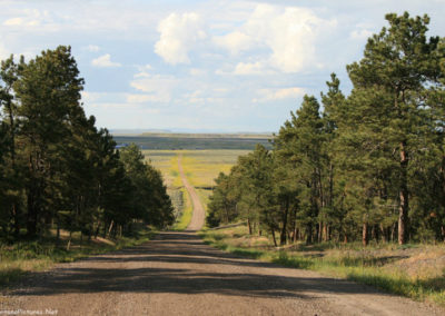 June picture of the road north of the War Horse National Wildlife Refuge in Central Montana. Image is from the War Horse National Wildlife Refuge Picture Tour.