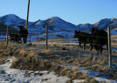 December picture of Angus Cattle near Bean Lake. Image is from the Augusta Montana Picture Tour.