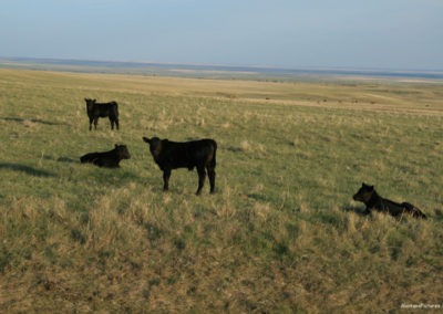 May picture of Angus cattle resting east of Sunburst. Image is from the Sunburst Montana Picture Tour