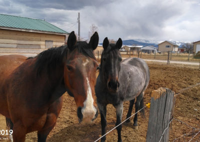 November picture of two horses in East Helena Montana. Image is from the Helena Montana Winter Picture Tour.