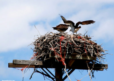 June picture of nesting Osprey at the old Toston Bridge Fishing Access. Image is from the Toston Montana Picture Tour.