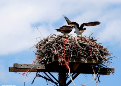 June picture of nesting Osprey at the old Toston Bridge Fishing Access. Image is from the Toston Montana Picture Tour.