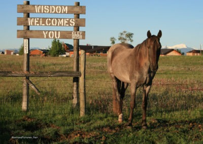 June picture of a horse standing next to the Wisdom Montana Welcome Sign. Image is from the Wisdom Montana Picture Tour.