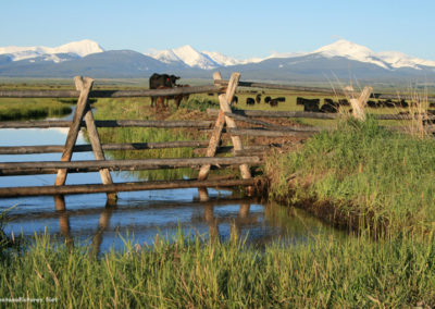 June picture of Angus Cattle and Pintlar Mountains. Image is from the Wisdom Montana Picture Tour.