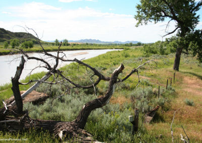 June picture of the Tongue River and surrounding trees. Image is from the Tongue River Picture Tour.