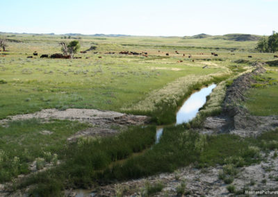 June picture of an irrigation ditch and Angus Cattle near the Tongue River. Image is from the Tongue River Picture Tour.