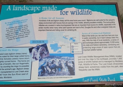Picture of a sign explaining the Big Horn Sheep found in Lost Creek State Park. Image is from the Anaconda Montana Picture Tour.