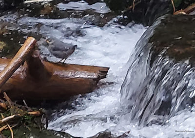 Picture of a immature Water Ouzel in Lost Creek State Park. Image is from the Anaconda Montana Picture Tour