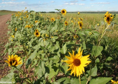 June picture of sunflower flowers near Powderville, Montana. Image is from the Powder River Picture Tour.