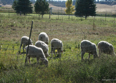 September picture of sheep grazing in Custer, Montana. Image is from the Custer, Montana Picture Tour.