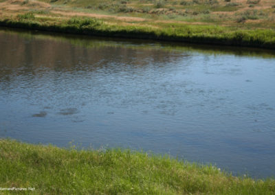 July picture of Trout feeding on the Tongue River. Image is from the Powder River and Tongue River, Montana Picture Tour.