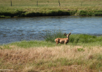 July picture of a White Tail Deer on the banks of the Tongue River. Image is from the Powder River and Tongue River, Montana Picture Tour.