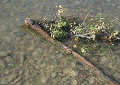 September picture of the water quality of the Marias River near Loma, Montana. Image is from the Loma, Montana Picture Tour.