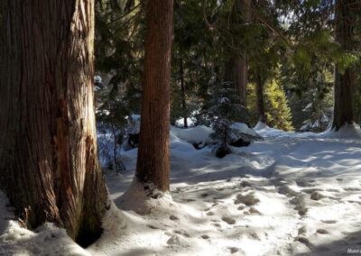 February picture of the majestic Cedar Trees on the Warm Creek trail to the Jerry Johnson Hot Springs. Image is from the Jerry Johnson Hot Springs Picture Tour.