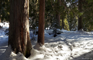 February picture of the majestic Cedar Trees on the Warm Creek trail to the Jerry Johnson Hot Springs. Image is from the Jerry Johnson Hot Springs Picture Tour.