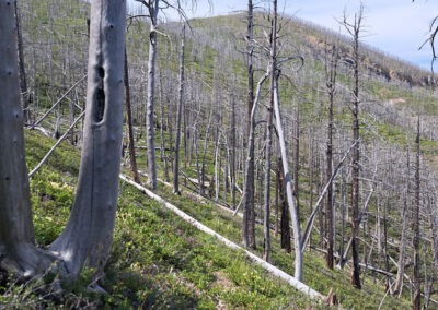 Photo of the aftermath of the 2007 forest fire in the Gates Of The Mountains Wilderness