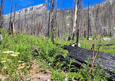 July picture of Forest Fire damage on the Blodgett Canyon trail. Image is from the Blodgett Canyon, Montana Picture Tour.