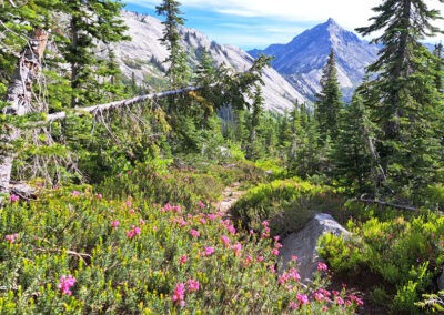 July picture of “Mountain Heather” near Blodgett Lake. Image is from the Blodgett Canyon, Montana Picture Tour.