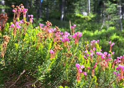 Close-up picture of “Mountain Heather” near Blodgett Lake. Image is from the Blodgett Canyon, Montana Picture Tour.