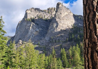 July picture of a Ponderosa Pine the North Valley wall along the Blodgett Canyon trail. Image is from the Blodgett Canyon, Montana Picture Tour.